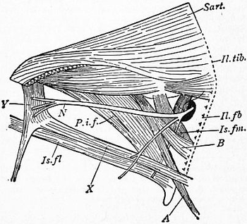 1911 Britannica-Bird-Left thigh-muscles.png