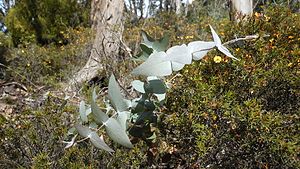 1 Eucalyptus globulus juvenile.jpg