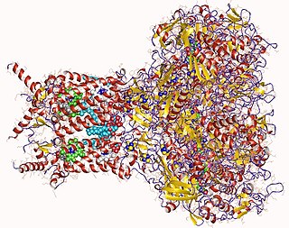 Formate dehydrogenase