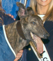 Shelbourne Star 2004 greyhound Shelbourne Star.png