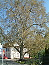 Plane tree in the basement garden