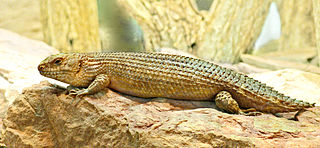 Gidgee skink species of reptile