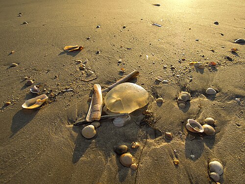 Flotsam found at the beach of Rømø, Denmark.