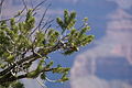 Foliage and cones, with Poecile gambeli, Grand Canyon NP, Arizona