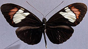 Thumbnail for Heliconius heurippa