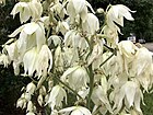 2019-06-12 07 56 33 Yucca flowers along Indale Court in the Franklin Farm section of Oak Hill, Fairfax County, Virginia.jpg