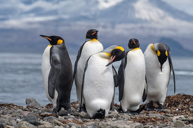 File:2020-11 Kerguelen Islands - King Penguin 17.jpg