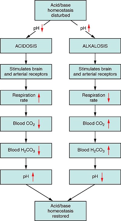 2714 Respiratory Regulation of Blood.jpg