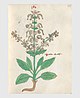 279 Auslasser Salvia pratensis.jpg