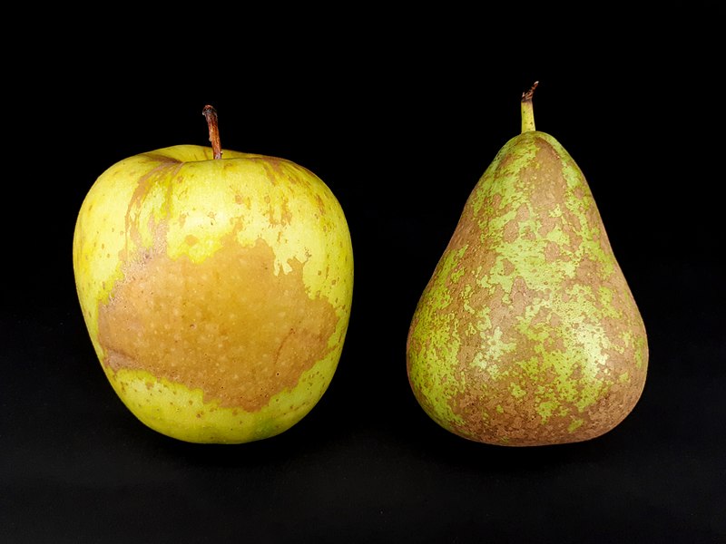 File:2 x Russetted fruit - Apple - Pear - 2017 A2.jpg