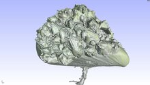 Bestand: 3D-vlucht rond een µCT-scan van een Mytilus bedekt met Balanidae.ogv