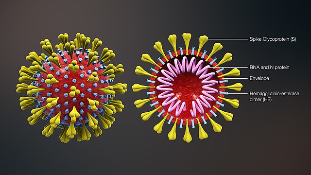 Modell av et koronavirus