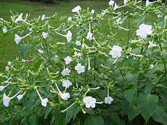 Mirabilis Jalapa Wikiwand