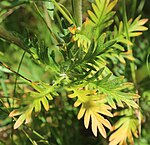 5-fingered cinquefoil Potentilla gracilis leaf.jpg