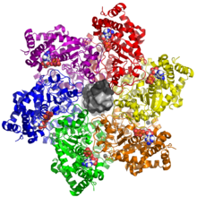 The zinc-binding and ATPase/helicase domains of the large tumor antigen in hexameric form, shown with bound ADP (white), zinc (black spheres), and double-stranded DNA (center, light and dark gray). 5tct LTag DNA.png