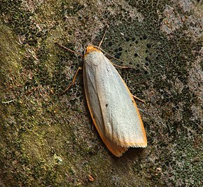 Описание 72.038 BF2040 Four-dotted Footman, Cybosia mesomella (5958431713) .jpg.