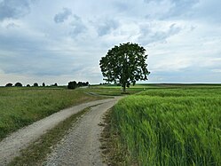 Solitary trees in Upper Swabia