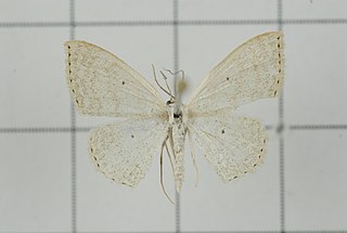 <i>Scopula attentata</i> Species of geometer moth in subfamily Sterrhinae