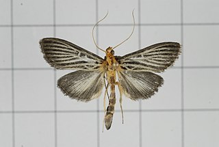 <i>Tyspanodes hypsalis</i> Species of moth