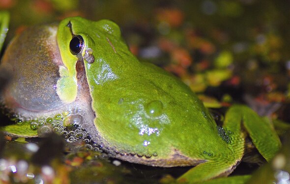 ACOUSTIC WAVES created by a tree frog in water. Wave movements occur between the hind legs visible in pic. Sweden, Kivik, Skåne