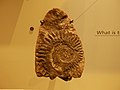 Tooth Whorl of Helicoprion sp. AMNH 8250