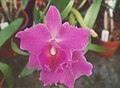 A and B Larsen orchids - Brassolaeliocattleya Mem Crispin Rosales 899-19.jpg