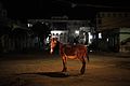 A donkey stands in the middle of a roundabout in Baidoa, Somalia, during a night patrol conducted by the Ethiopian contingent of the African Union Mission in Somalia on June 22. AMISOM Photo - Tobin (14517477954).jpg