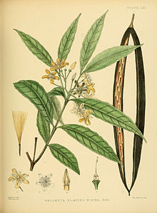 Seylan florasına bir el kitabı (Levha LXI) (6430653385) .jpg