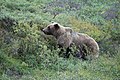 A hungry grizzly - panoramio.jpg