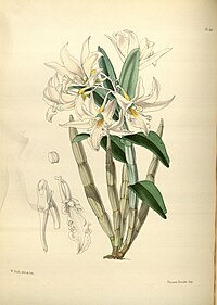 plate 166 Dendrobium eburneum Dendrobium draconis