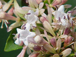 Kininis vytmenys (Abelia chinensis)
