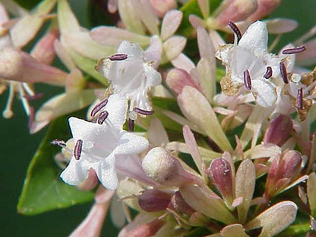 Abelia chinensis