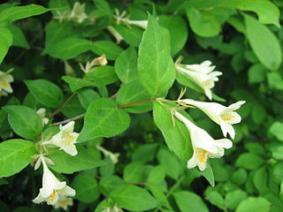 <i>Diabelia spathulata</i> Species of flowering plant in the honeysuckle family Caprifoliaceae