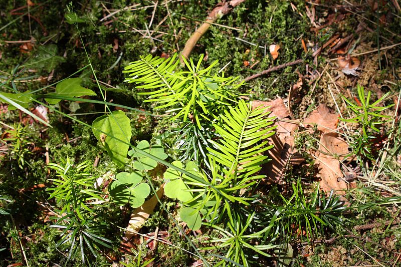 File:Abies grandis seedlings.JPG