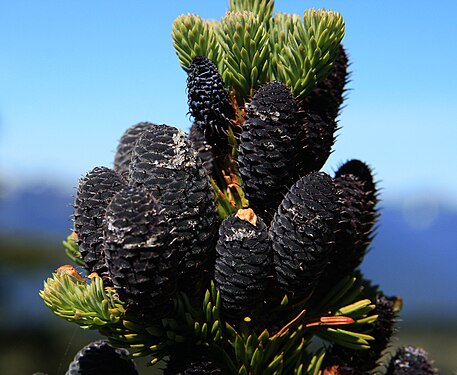 Abies lasiocarpa youngcones.jpg