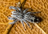 Abracadabrella elegans (Elegant Fly Mimic) from Townsville QLD an Australian Jumping Spider. Male, body length 3.8mm