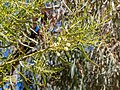 Acacia salicina inflorescences and foliage, Burke River floodplain, Boulia, Queensland