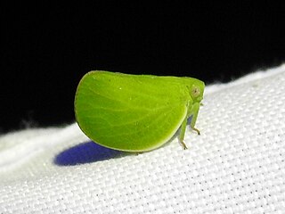 <i>Acanalonia virescens</i> Species of insect