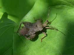 Acanthocoris sordidus