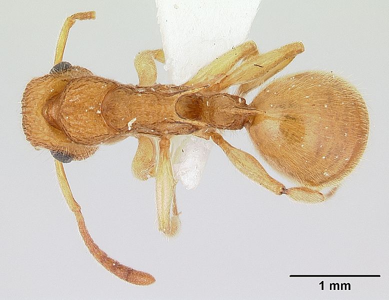 File:Acanthoponera minor casent0178699 dorsal 1.jpg