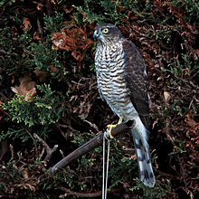 A Eurasian sparrowhawk perched on a cane that supports a bird feeder. Accipiter nisus -Williton, West Somerset, England-8 (1).jpg