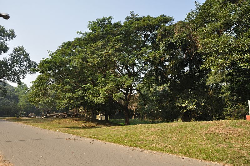 File:Acharya Jagadish Chandra Bose Indian Botanic Garden - Howrah 2011-01-08 9712.JPG