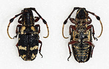 Achthophora chabacana (21982826141) .jpg