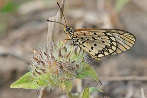 Acraea eponina.jpg