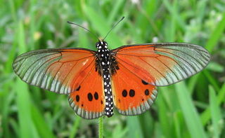 <i>Acraea igola</i> Species of butterfly