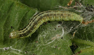 Larva Acrobasis repandana larva.jpg