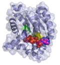 Vignette pour Adénylate kinase