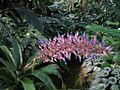 Aechmea fendleri (TS) 2-04778.jpg