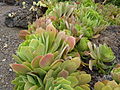 Aeonium palmense