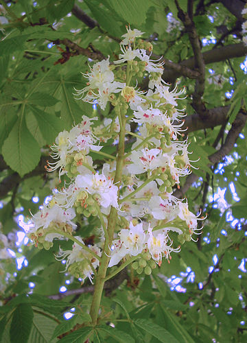 Aesculus